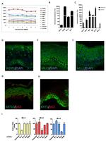 HRX Antibody in Immunohistochemistry (IHC)