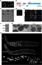 GFP Antibody in Immunocytochemistry (ICC/IF)