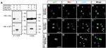 GFP Antibody in Immunocytochemistry (ICC/IF)