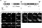 GFP Antibody in Immunocytochemistry (ICC/IF)