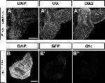 GFP Antibody in Immunohistochemistry (IHC)