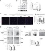 beta Amyloid Antibody in Dot Blot (DB)