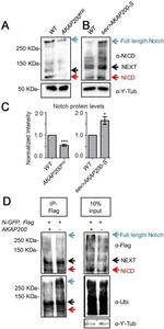 Ubiquitin Antibody in Western Blot (WB)