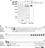 TAP Tag Antibody in Western Blot (WB)