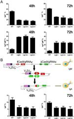 Mouse IgM Antibody in Flow Cytometry (Flow)