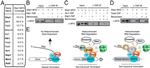 TAP Tag Antibody in Immunoprecipitation (IP)