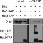 TAP Tag Antibody in Immunoprecipitation (IP)