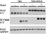 Tau Antibody in Western Blot (WB)