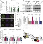 RAB5 Antibody in Immunocytochemistry (ICC/IF)