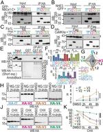 DYKDDDDK Tag Antibody in Immunoprecipitation (IP)