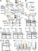 DYKDDDDK Tag Antibody in Immunoprecipitation (IP)