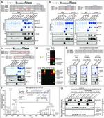 V5 Tag Antibody in Western Blot (WB)