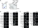 V5 Tag Antibody in Immunocytochemistry (ICC/IF)