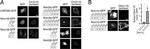 V5 Tag Antibody in Immunocytochemistry (ICC/IF)