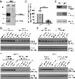 OxPhos Complex IV subunit IV Antibody in Western Blot (WB)