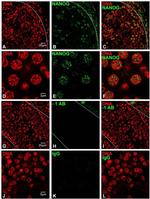 Nanog Antibody in Immunohistochemistry (IHC)