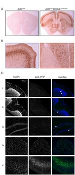 GFP Antibody in Immunohistochemistry (Frozen) (IHC (F))