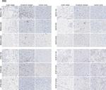 CD3e Antibody in Immunohistochemistry (IHC)