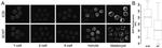 GFP Antibody in Immunocytochemistry (ICC/IF)