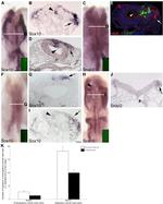 GFP Antibody in Immunohistochemistry (IHC)