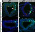 GFP Antibody in Immunohistochemistry (IHC)