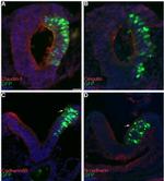 GFP Antibody in Immunohistochemistry (IHC)