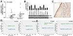 SLC19A1 Antibody in Western Blot (WB)
