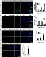 ZO-1 Antibody in Immunocytochemistry (ICC/IF)