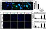 ZO-1 Antibody in Immunocytochemistry (ICC/IF)