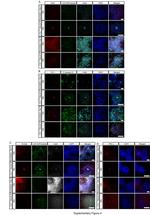 ZO-1 Antibody in Immunocytochemistry (ICC/IF)