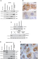 V5 Tag Antibody in Immunohistochemistry (IHC)