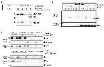 Tau Antibody in Western Blot, Immunoprecipitation (WB, IP)