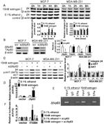 beta Actin Loading Control Antibody in Western Blot (WB)