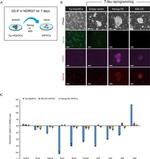 GFP Antibody in Immunohistochemistry (Paraffin) (IHC (P))