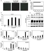 Caspase 1 Antibody in Western Blot (WB)