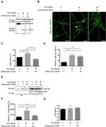 Tau Antibody in Immunoprecipitation (IP)