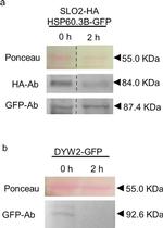 GFP Antibody in Western Blot (WB)
