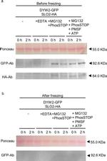 GFP Antibody in Western Blot (WB)