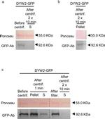 GFP Antibody in Western Blot (WB)