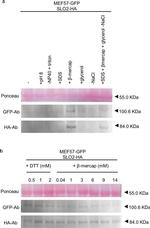 GFP Antibody in Western Blot (WB)