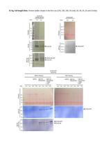 GFP Antibody in Western Blot (WB)