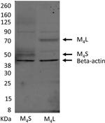 beta Actin Loading Control Antibody in Western Blot (WB)