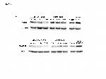 GAPDH Antibody in Western Blot (WB)