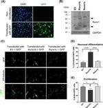 GFP Antibody in Immunocytochemistry (ICC/IF)