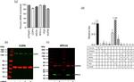 GAPDH Antibody in Western Blot (WB)