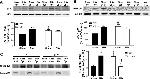 Phospho-SRC (Tyr419) Antibody in Western Blot (WB)