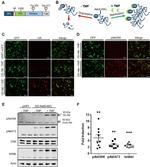 GFP Antibody in Immunocytochemistry (ICC/IF)