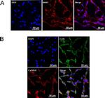 Connexin 36 Polyclonal Antibody