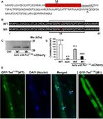 TagRFP Antibody in Western Blot (WB)