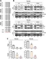 c-Myc Antibody in Western Blot (WB)